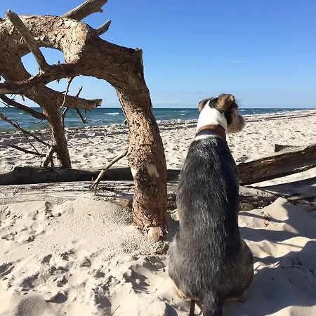 Strandgut Apartment Prerow