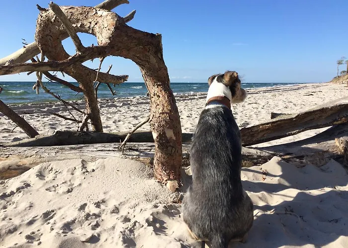 Strandgut 아파트 프레로